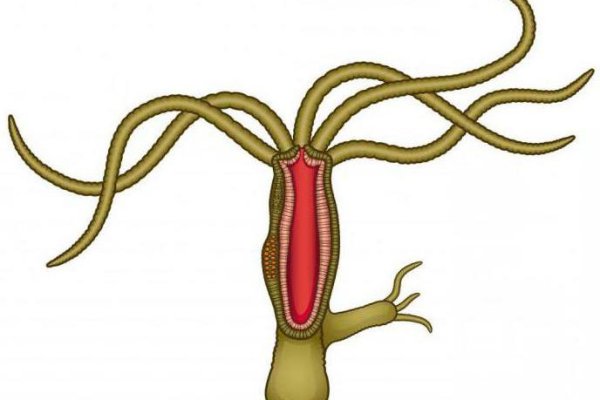 Hydra kraken