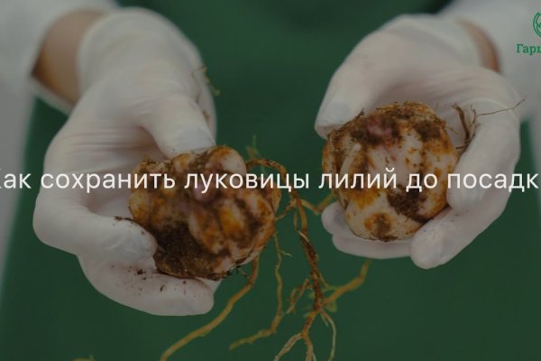Ссылка на кракен тор