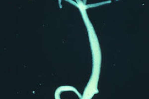 Kraken магазин